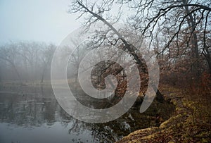 A Foggy Day at Lake Pierce