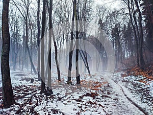 Beautiful magic misty view of forest fog in winter. Poland