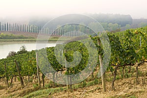 A foggy day in the Tuscan vineyard, Italy