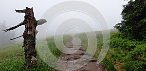 Foggy day in Å umava national park