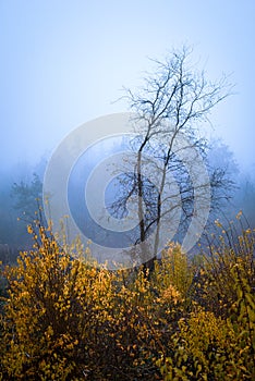 Foggy Dirt Road Beautiful Scene Misty dusk beech .Autumn landscape scenic view Atmospheric blue spooky Path orange foliage in