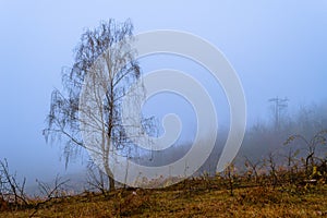 Foggy Dirt Road Beautiful Scene Misty dusk beech .Autumn landscape scenic view Atmospheric blue spooky Path orange foliage in