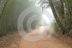 Foggy dirt road