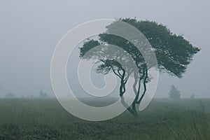 Foggy early morning heather moorland landscape