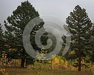 Foggy, fall day with aspen trees changing color