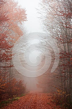 Foggy fall path