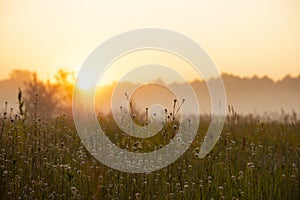 foggy field with blooming different wildflowers in spring. The sun rising in the fog over the horizon.