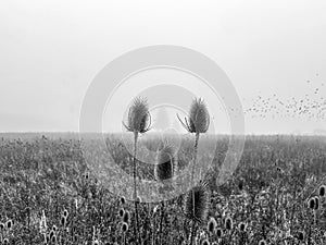 A foggy field with blurry birds in the sky, typical autumn mood morning with the view over a agricultural field.