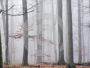 Foggy forest