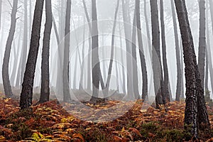 Foggy Forest