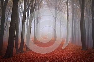 Foggy forest during autumn