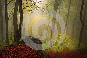 Foggy forest during autumn