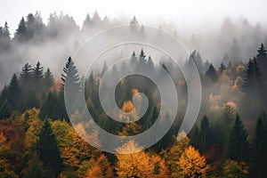 foggy forest with autumn colors and fog rolling in the treetops