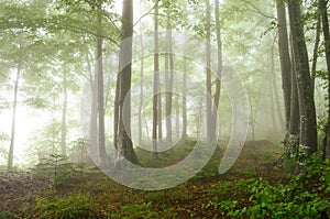 Foggy forest photo