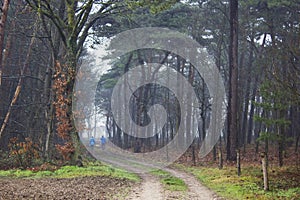 foggy forest - Brachter Wald, Germany