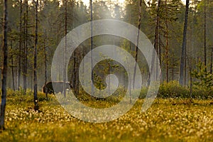 Foggy forest with brown bear hidden in the grass. Beautiful brown bear walking around lake with autumn colours. Dangerous animal,