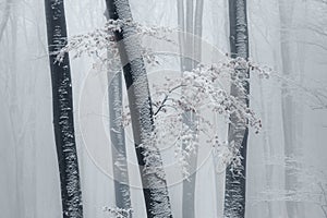 Foggy forest detail of trees covered in snow