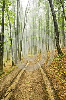 Foggy forest with dirt road