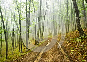 Foggy forest with dirt road