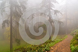 Foggy Forest Fall Colors in Forest Park Portland Oregon