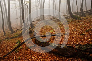 Foggy forest in Giant mountains