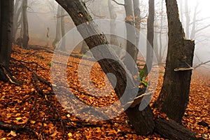 Foggy forest in Giant mountains