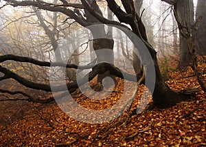 Foggy forest in Giant mountains