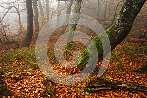 Foggy forest in Giant mountains