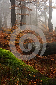 Foggy forest in Giant mountains