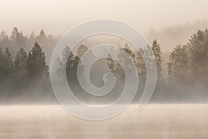 Foggy forest and lake at dawn