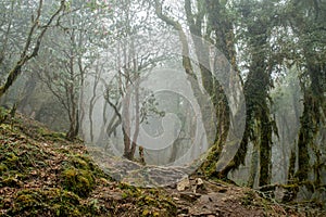 Foggy forest landscape with trees covered by green moss