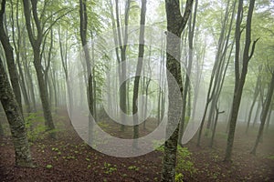 Foggy Forest in Maiella National Park