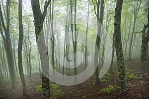 Foggy Forest in Maiella National Park