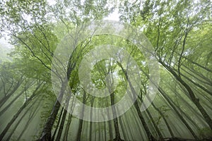 Foggy Forest in Maiella National Park