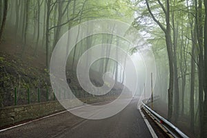 Foggy Forest in Maiella National Park