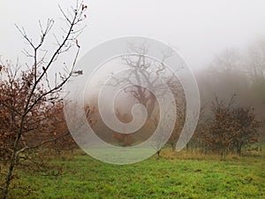 Foggy forest meadow England london