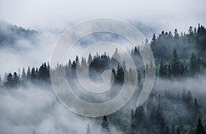 Foggy forest in the mountains. Landscape with trees and mist. Landscape after rain. A view for the background.
