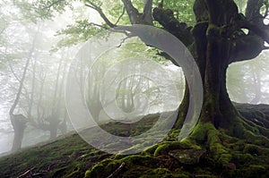 Foggy forest with mysterious trees