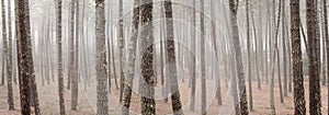 Foggy forest panorama