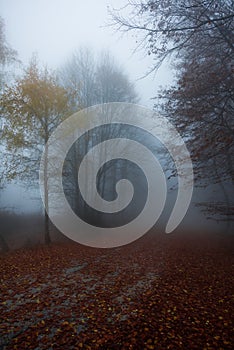 Foggy forest path