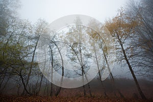 Foggy forest path