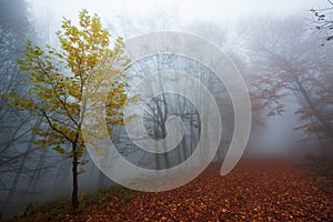 Foggy forest path