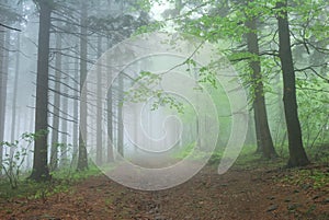 Foggy Forest Path