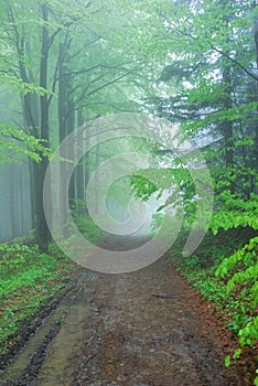 Foggy Forest Path