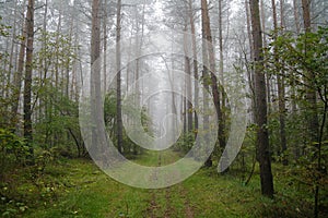 Foggy forest in Poland