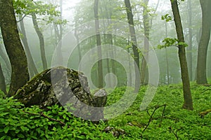 Foggy forest