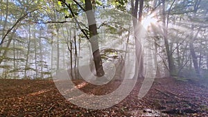 Foggy forest with sunbeams through the trees during autumn season