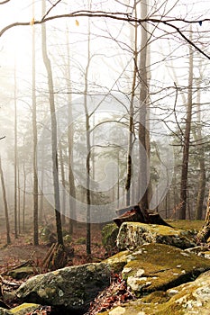 Foggy forest with trees