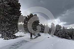 Foggy forest with white snow covered slopes