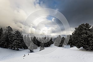 Foggy forest with white snow covered slopes